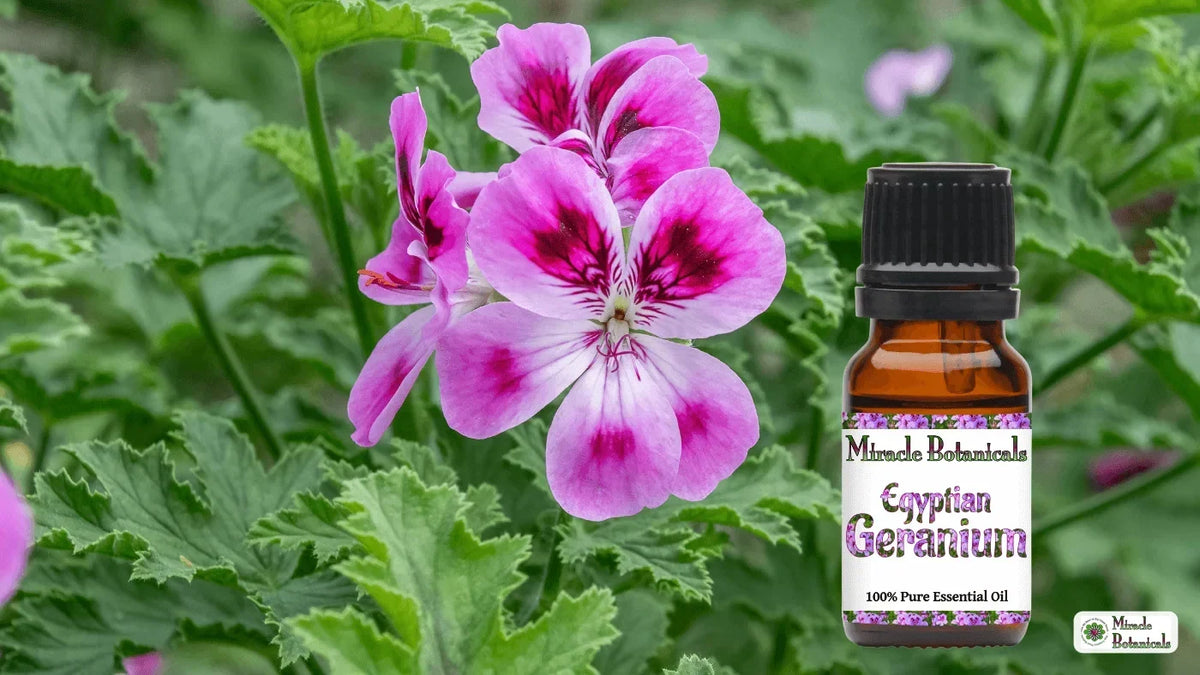 Miracle Botanicals Egyptian Geranium essential oil bottle beside pink and magenta geranium flowers