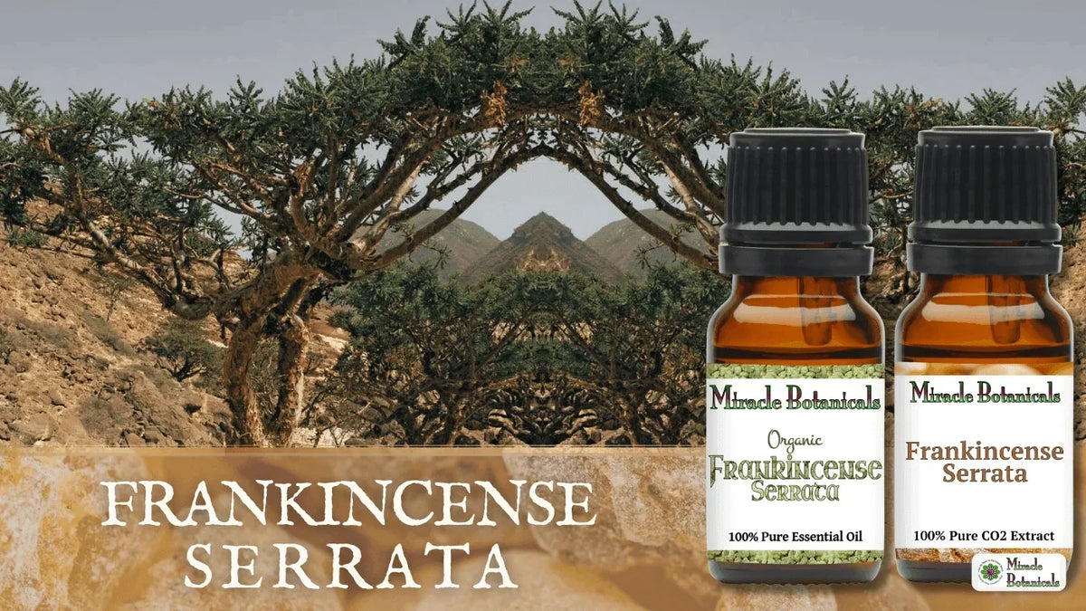 Organic Frankincense Serrata essential oil and Frankincense Serrata CO2 extract bottles in front of frankincense trees