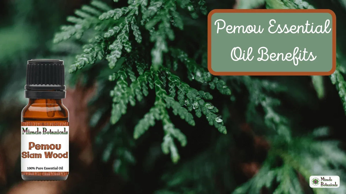 Miracle Botanicals Pemou Siam Wood essential oil bottle against evergreen foliage, with text: Pemou Essential Oil Benefits