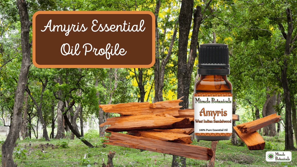 Amyris West Indian Sandalwood essential oil bottle beside cut wood in a forest, with text: Amyris Essential Oil Profile
