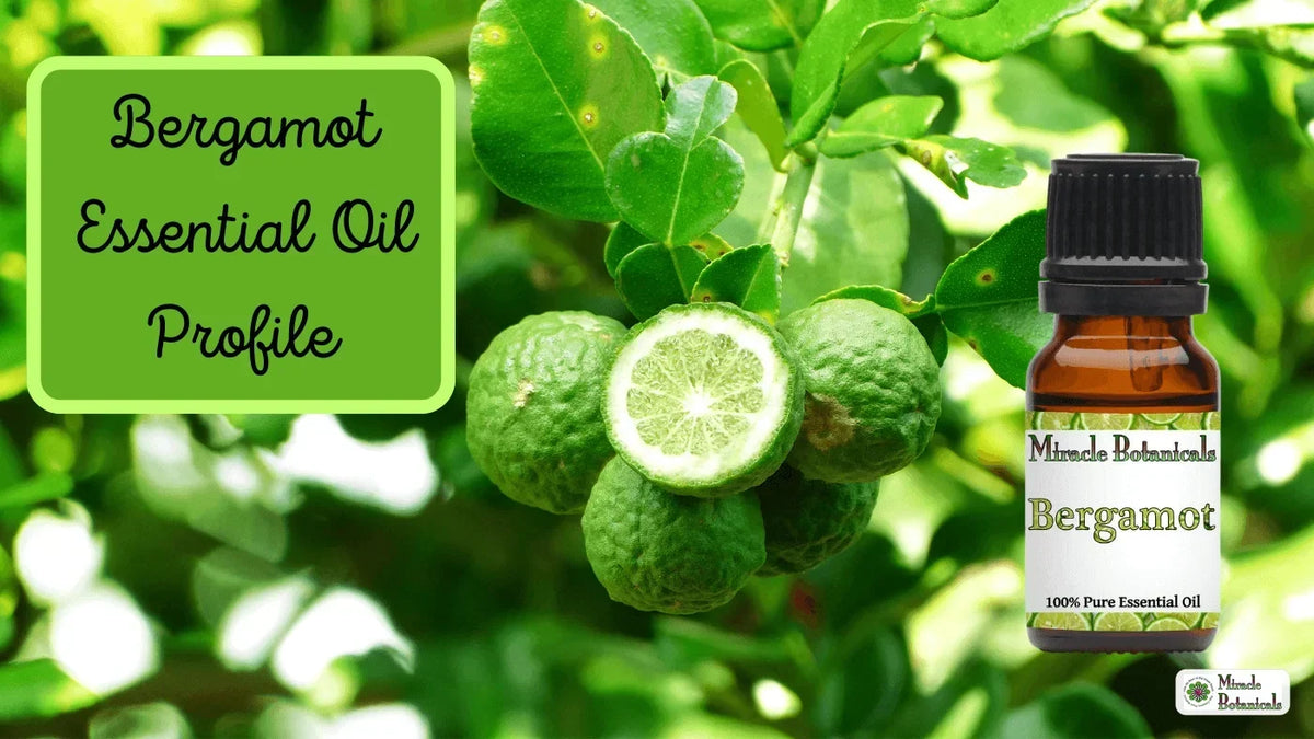 Miracle Botanicals Bergamot essential oil bottle by green bergamot fruits, with text: Bergamot Essential Oil Profile