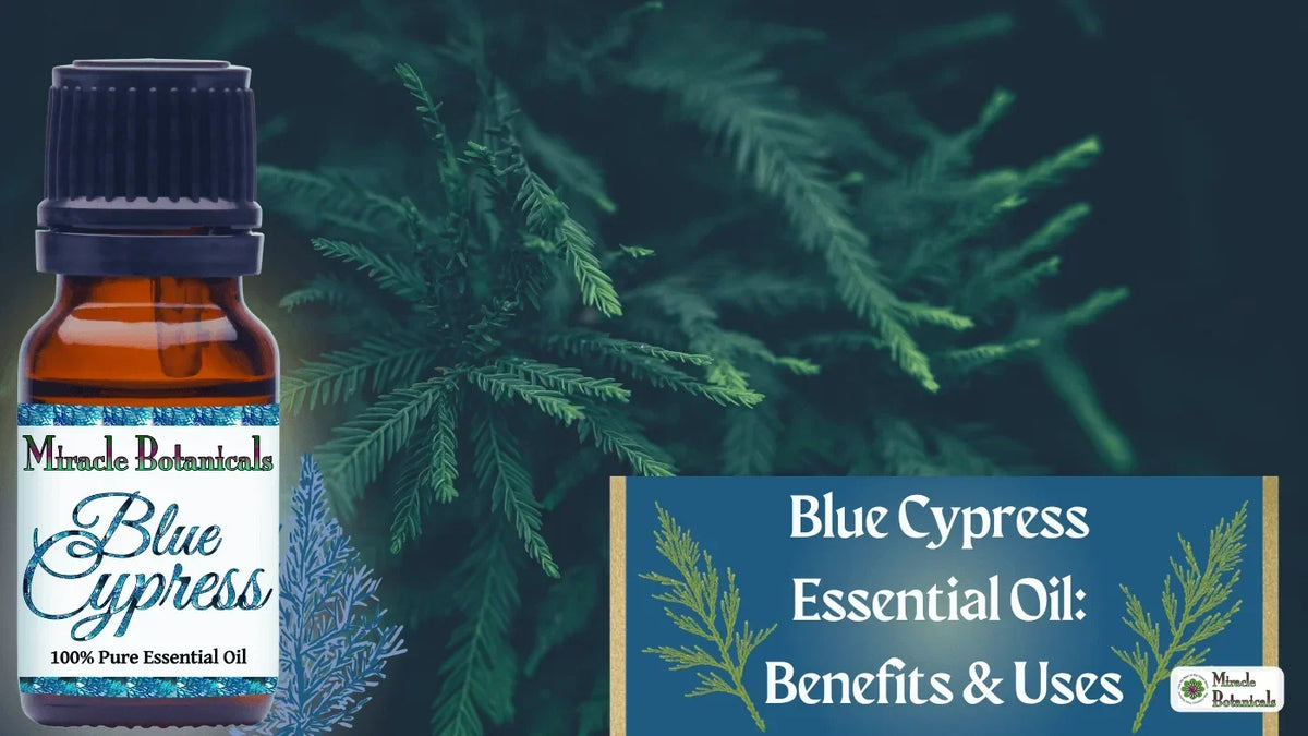 Blue Cypress essential oil bottle in front of cypress foliage, with the title Blue Cypress Essential Oil: Benefits & Uses