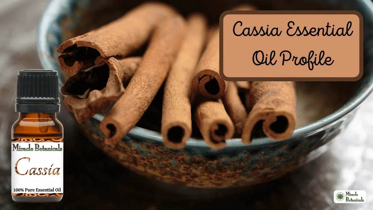Cassia essential oil bottle beside a bowl of cassia cinnamon bark sticks, with text: Cassia Essential Oil Profile