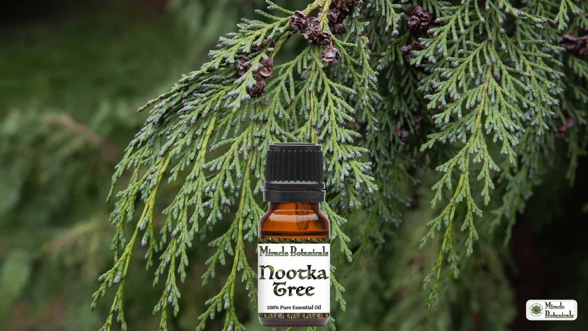 Miracle Botanicals Nootka Tree essential oil bottle in front of drooping evergreen branches with small cones