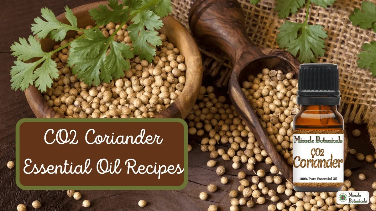 CO2 Coriander bottle with wooden bowls of coriander seeds and fresh cilantro leaves, with text: CO2 Coriander Essential Oil Recipes