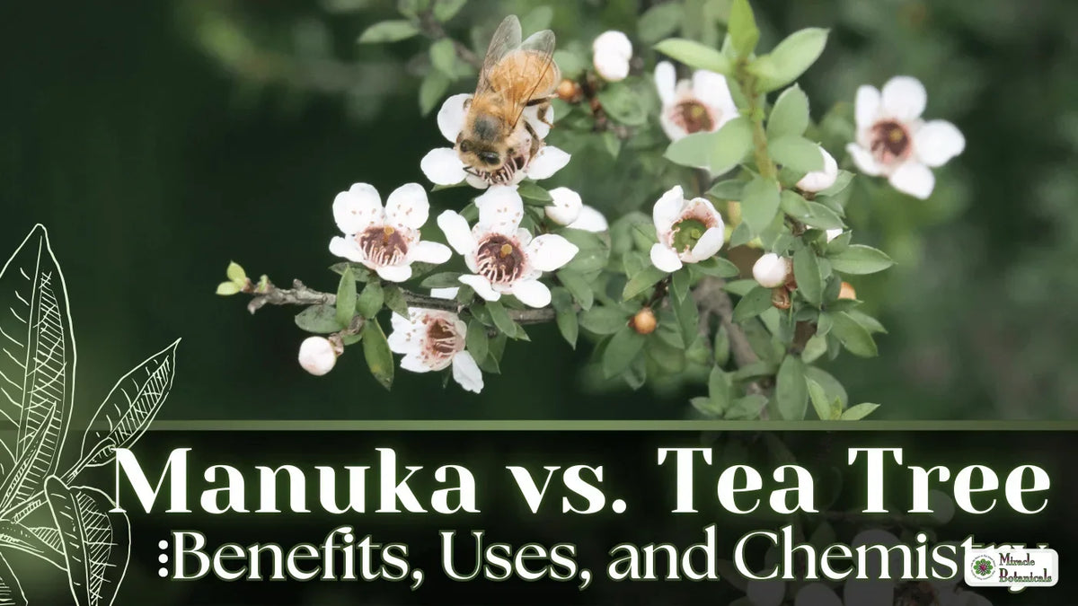 Manuka flowers with a honeybee, with the title Manuka vs. Tea Tree: Benefits, Uses, and Chemistry