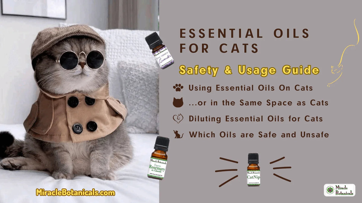 Gray cat in a cap, round sunglasses and trench coat beside oil bottles, with text: Essential Oils for Cats Safety & Usage Guide