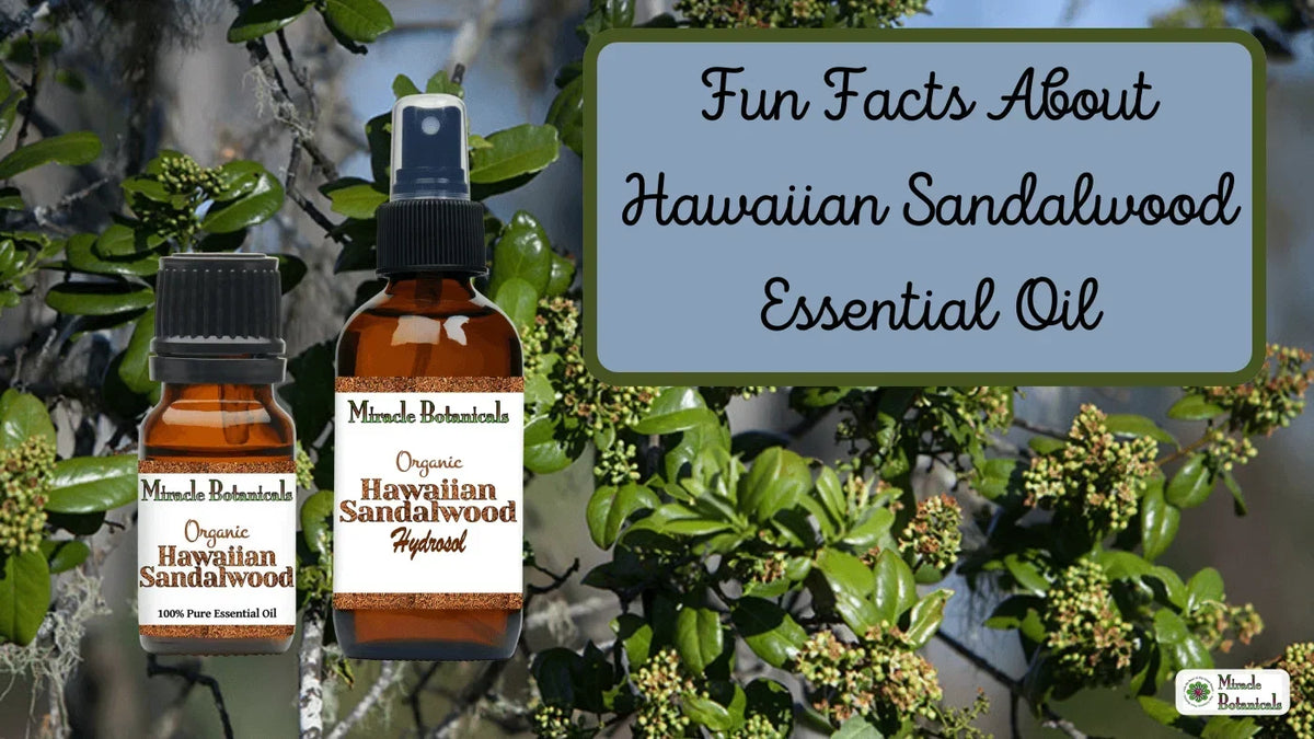 Organic Hawaiian Sandalwood oil and hydrosol bottles by flowering branches, with text: Fun Facts About Hawaiian Sandalwood Essential Oil