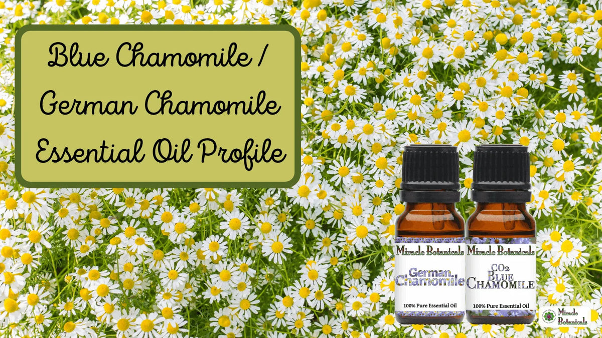 German Chamomile and CO2 Blue Chamomile bottles in a field of chamomile flowers, with text: Blue Chamomile / German Chamomile Profile