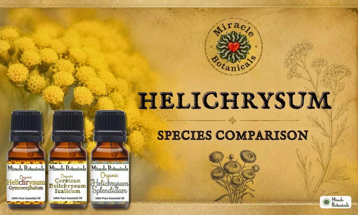 Organic Helichrysum Gymnocephalum, Corsican Helichrysum Italicum and Helichrysum Splendidum bottles, with text: Helichrysum Species Comparison