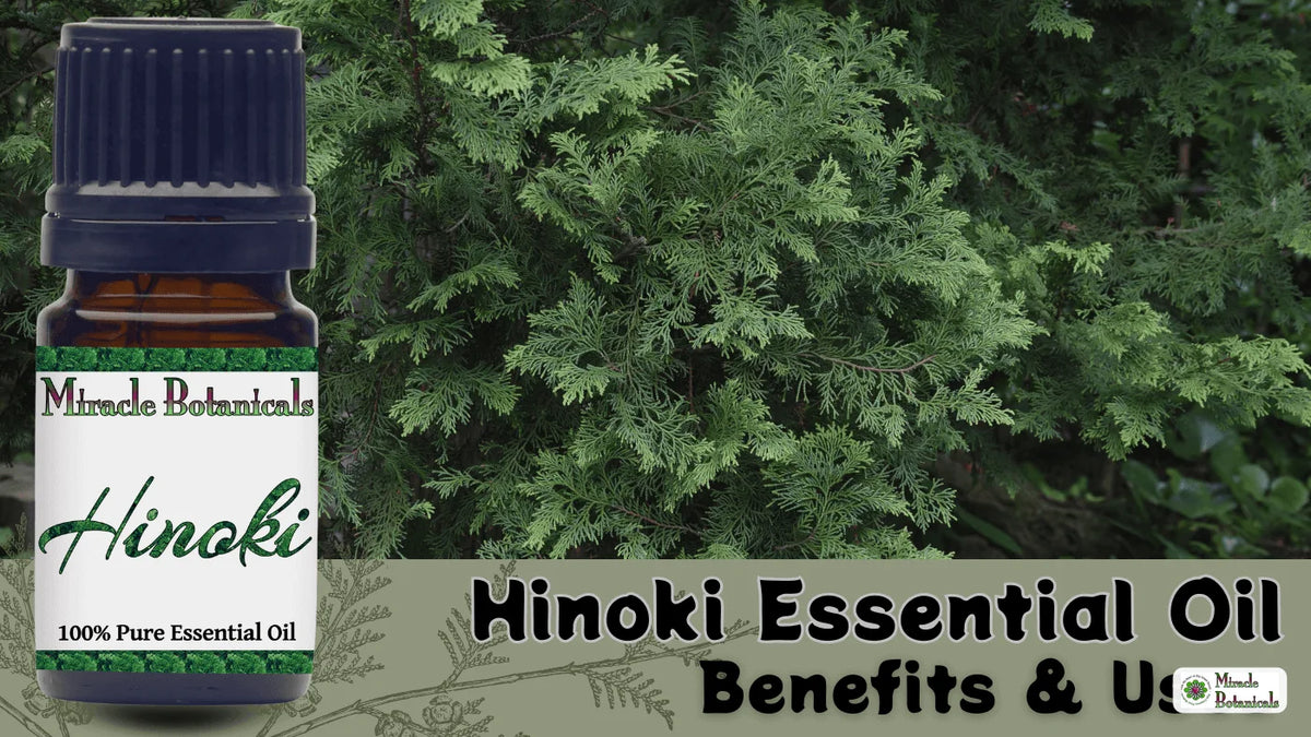 Hinoki essential oil bottle in front of dense evergreen cypress foliage, with text: Hinoki Essential Oil Benefits & Uses