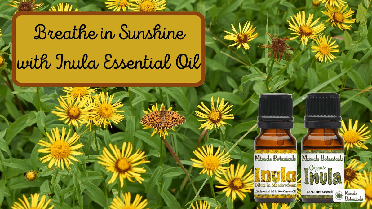 Inula dilute in meadowfoam and Organic Inula bottles among yellow inula flowers, with text: Breathe in Sunshine with Inula Essential Oil