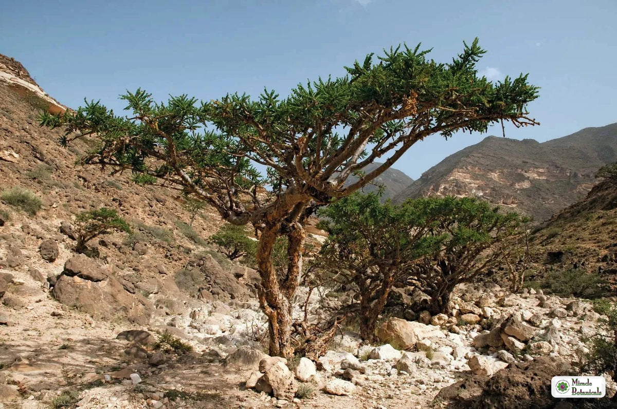Boswellia sacra frankincense tree growing in the Dhofar region of Oman