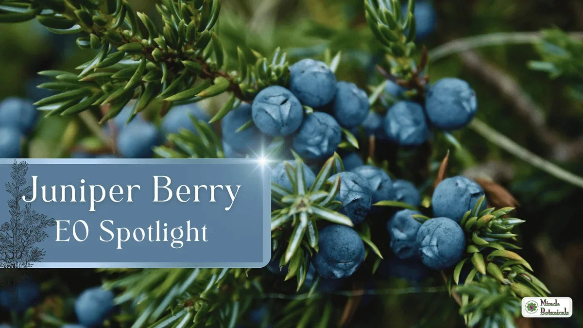 Close-up of juniper branches heavy with ripe blue berries, with text: Juniper Berry EO Spotlight