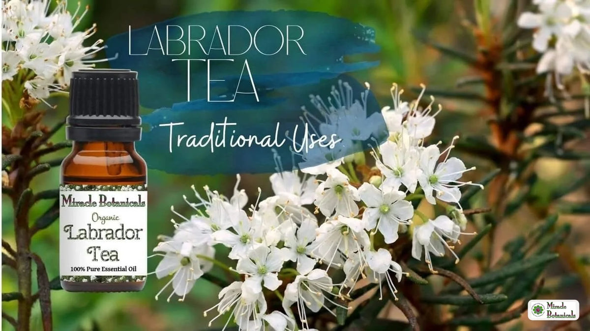 Labrador Tea Traditional Uses, with an amber bottle of Labrador Tea (Ledum) Essential Oil by Miracle Botanicals laying over white flowers of this plant