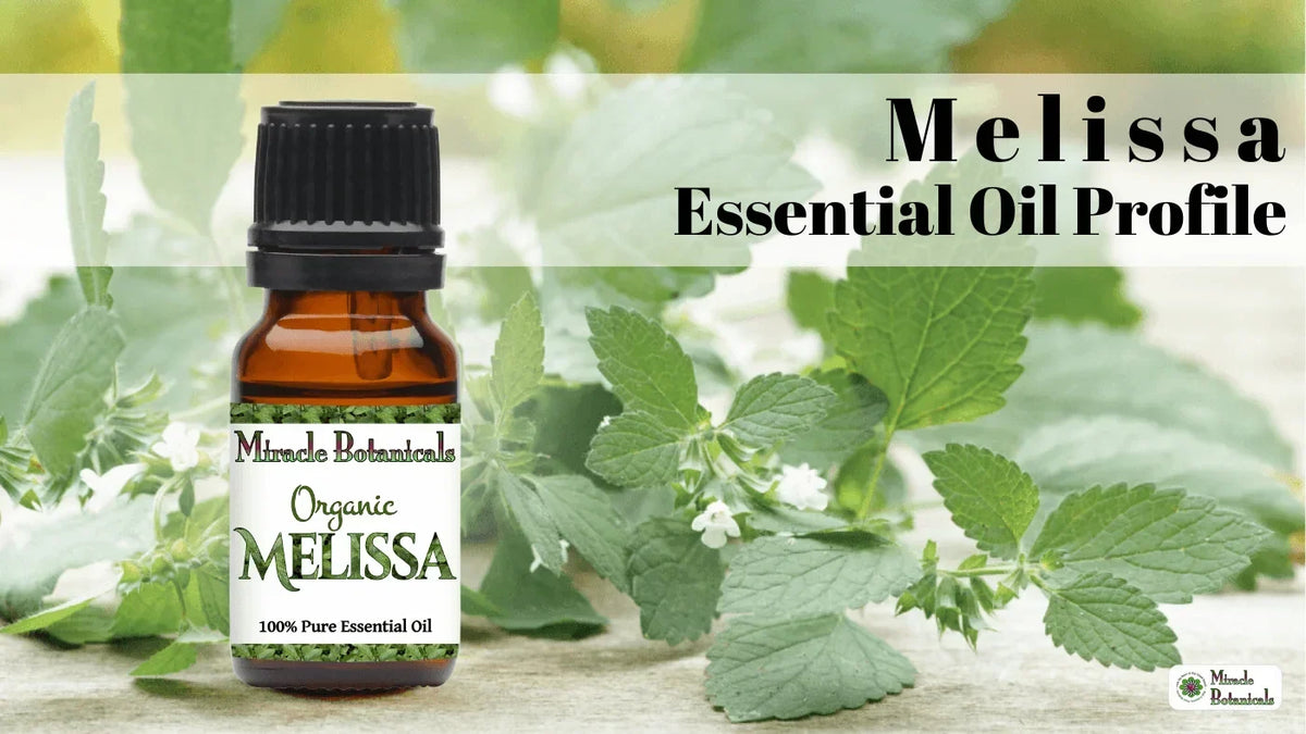 Organic Melissa essential oil bottle in front of fresh lemon balm leaves, with text: Melissa Essential Oil Profile