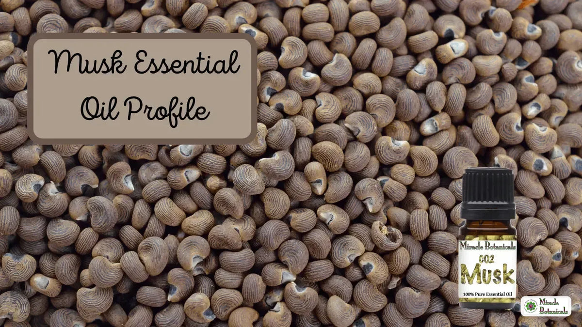 CO2 Musk essential oil bottle on a bed of ribbed brown seeds, with text: Musk Essential Oil Profile