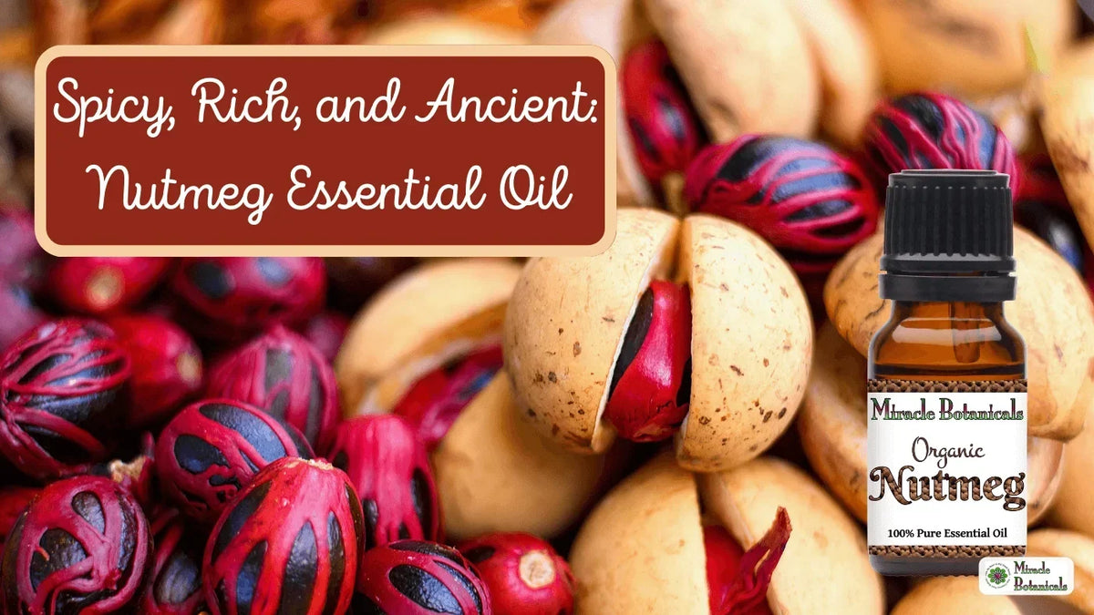 Organic Nutmeg essential oil bottle with whole nutmegs wrapped in red mace, with text: Spicy, Rich, and Ancient: Nutmeg Essential Oil