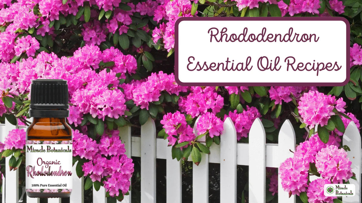 Organic Rhododendron bottle before pink rhododendron blooms over a white picket fence, with text: Rhododendron Essential Oil Recipes