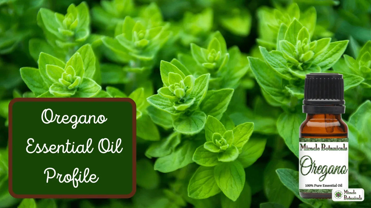 Oregano essential oil bottle in front of a bushy green oregano plant, with text: Oregano Essential Oil Profile
