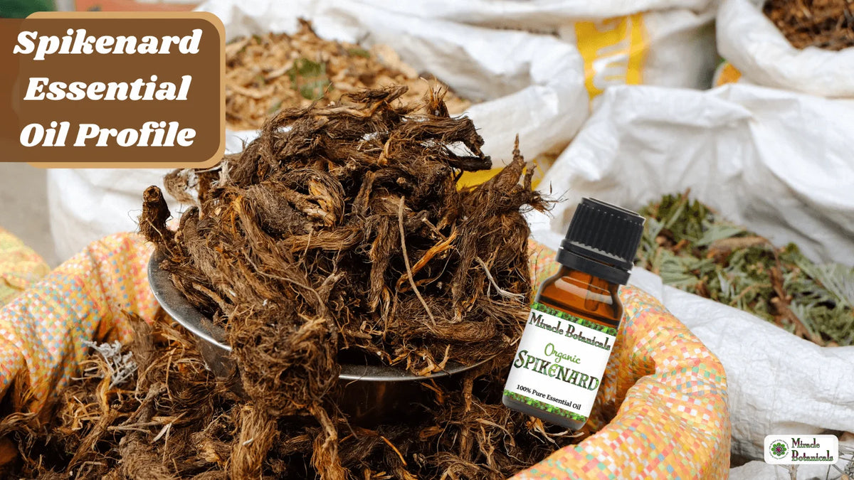 Organic Spikenard essential oil bottle beside a sack of dried spikenard roots, with text: Spikenard Essential Oil Profile