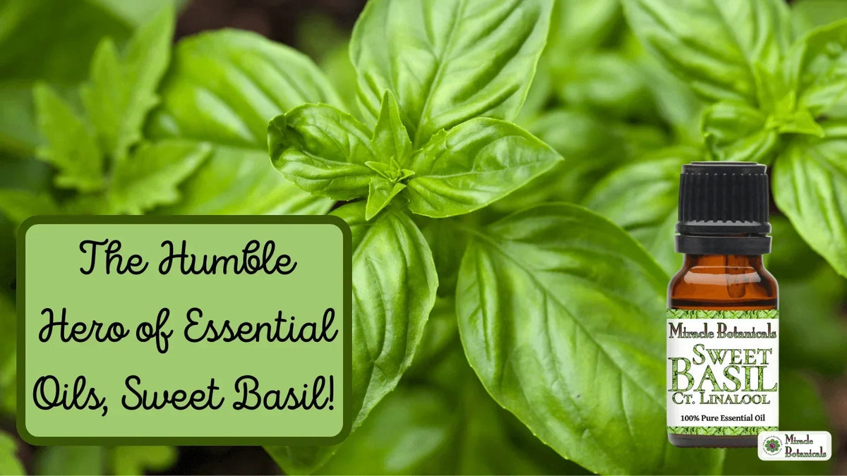 Sweet Basil essential oil bottle beside fresh basil leaves, with text: The Humble Hero of Essential Oils, Sweet Basil!