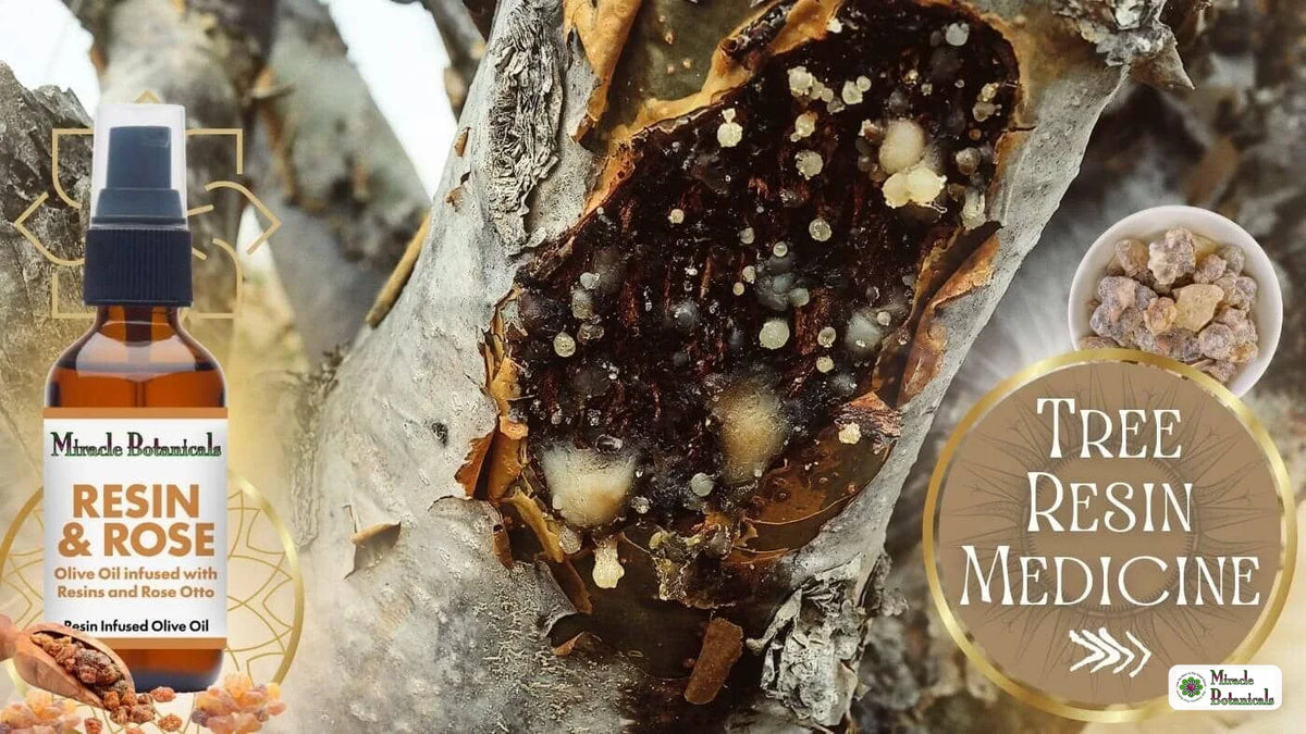 Frankincense and Myrrh tree resin with Resin & Rose Infused body oil by Miracle Botanicals