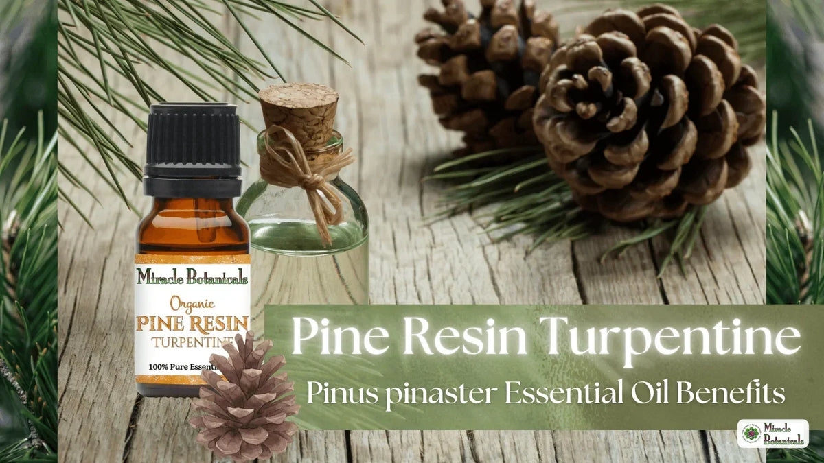 Organic Pine Resin Turpentine bottle with pine cones on wood, with text: Pine Resin Turpentine, Pinus pinaster Essential Oil Benefits