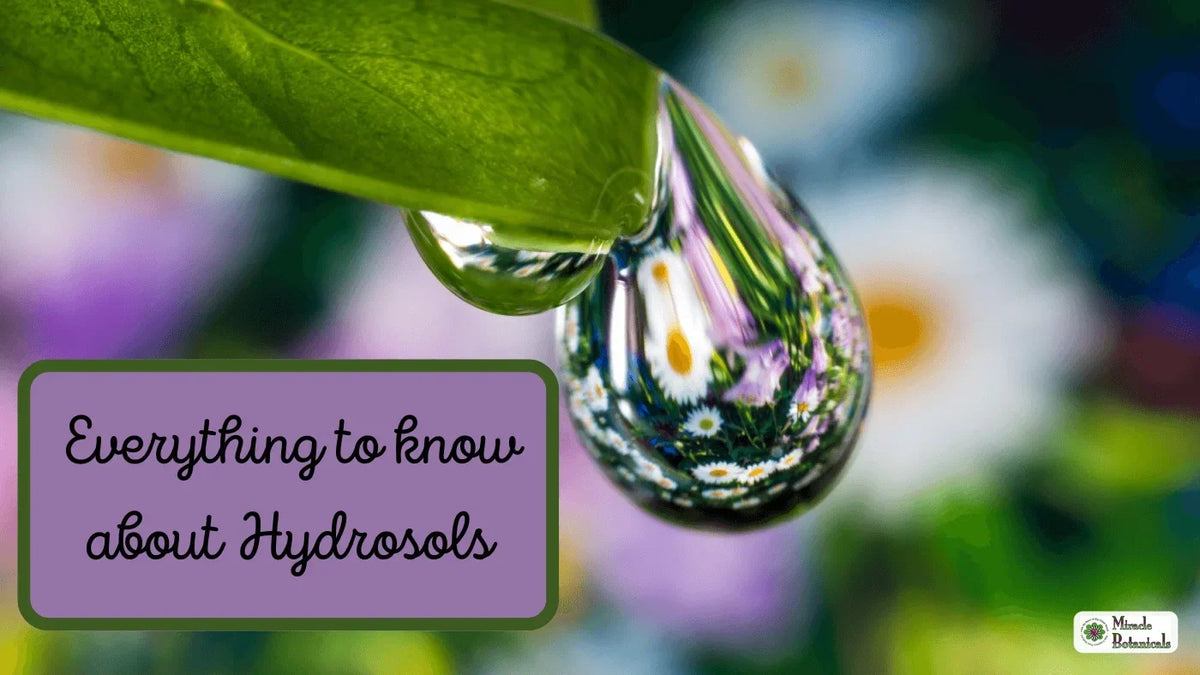 Water droplet hanging from a green leaf reflecting daisies, with text: Everything to know about Hydrosols
