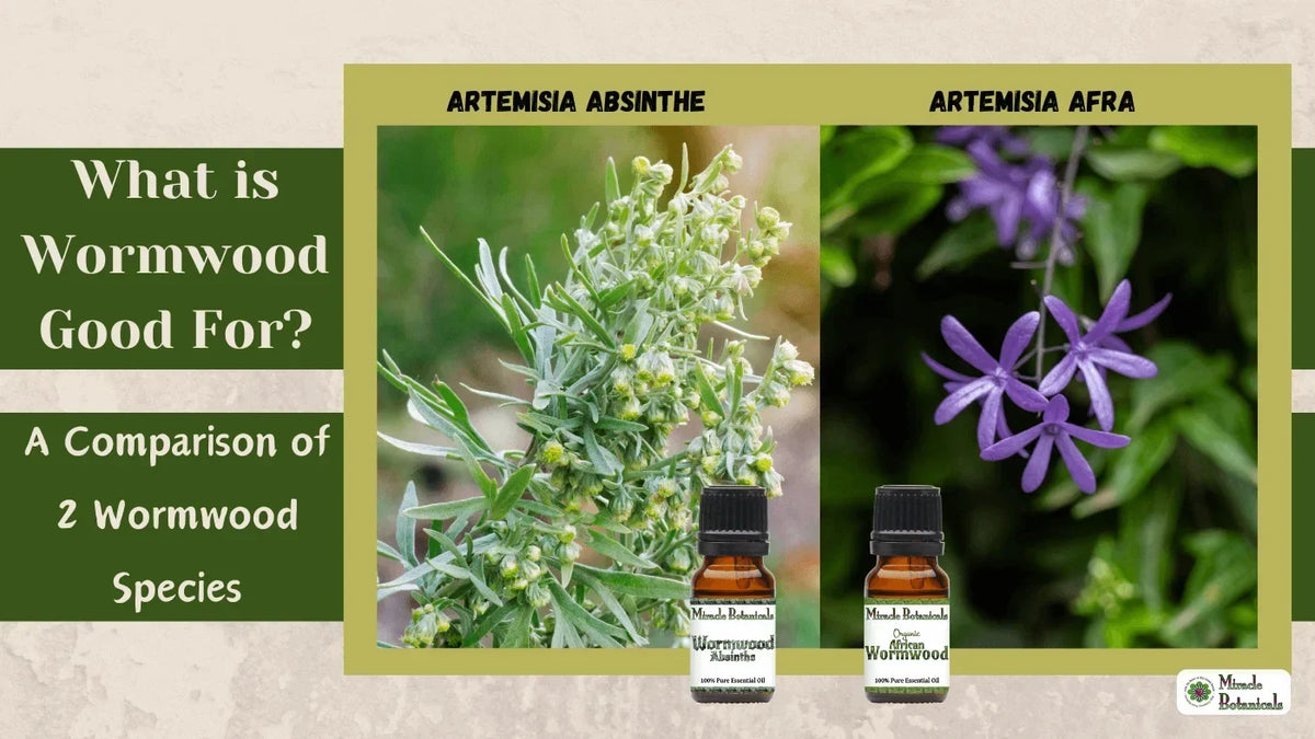 Wormwood Absinthe and Organic African Wormwood bottles under photos of silvery wormwood and purple flowers, with text: What is Wormwood Good For?