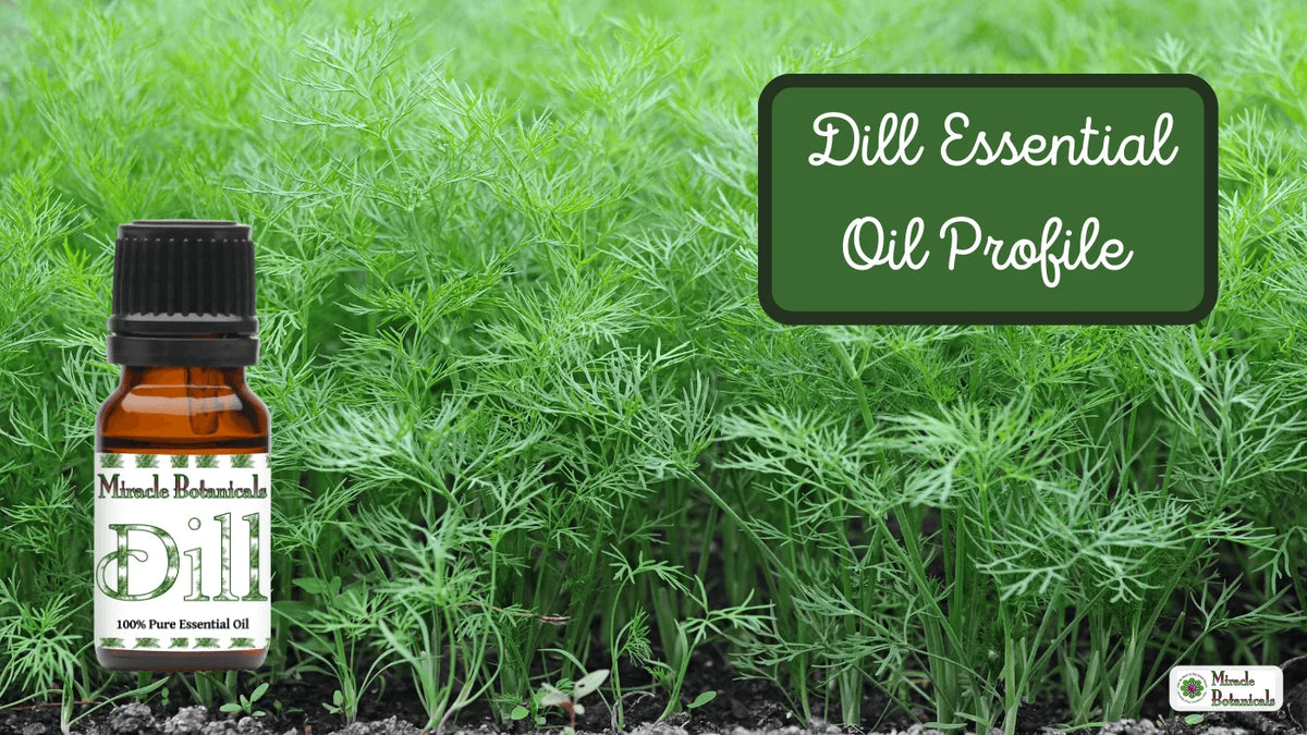 Dill essential oil bottle in front of feathery green dill plants, with text: Dill Essential Oil Profile