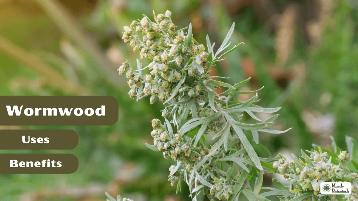 Silvery wormwood plant with small flower buds, with text: Wormwood Uses Benefits