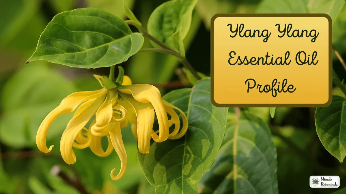 Yellow ylang ylang flower among green leaves, with text: Ylang Ylang Essential Oil Profile