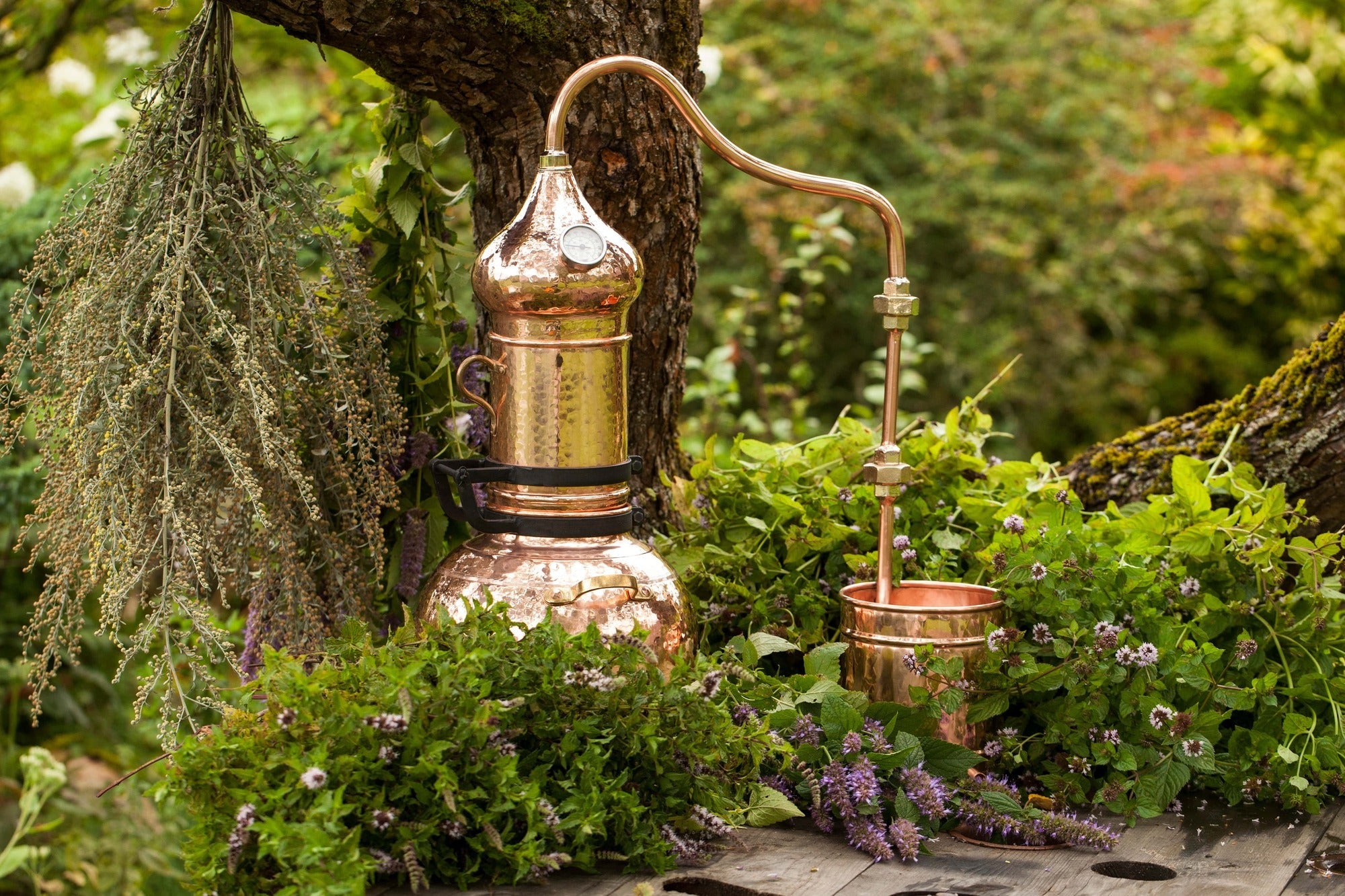 Artemisia Collection - Miracle Botanicals Essential Oils
