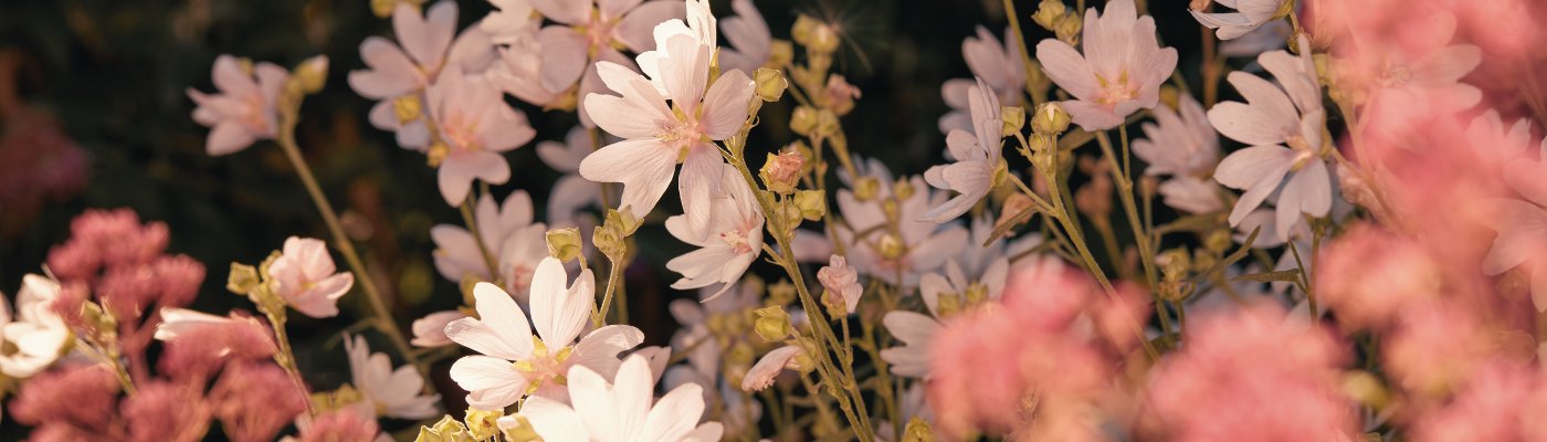 Essential Oils For Spring - Miracle Botanicals Essential Oils