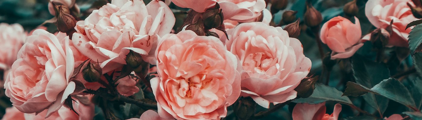 Florals - Miracle Botanicals Essential Oils