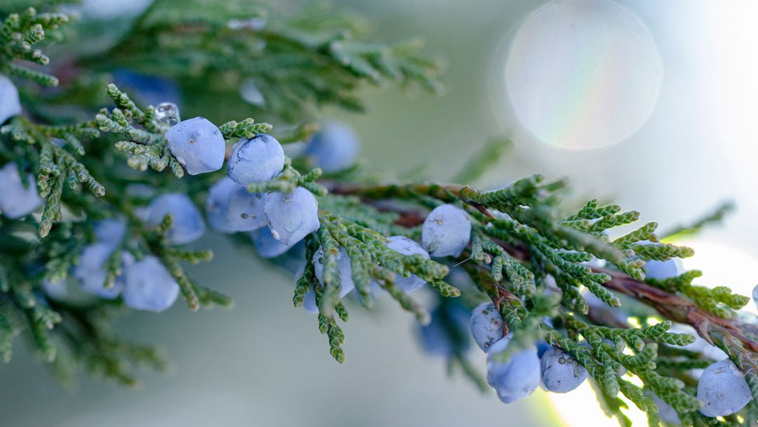 Fruits - Miracle Botanicals Essential Oils