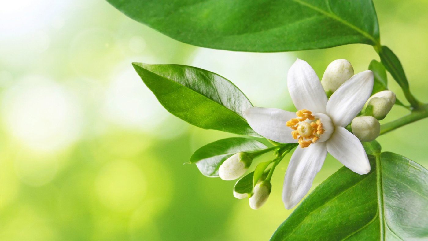 Neroli Collection - Miracle Botanicals Essential Oils