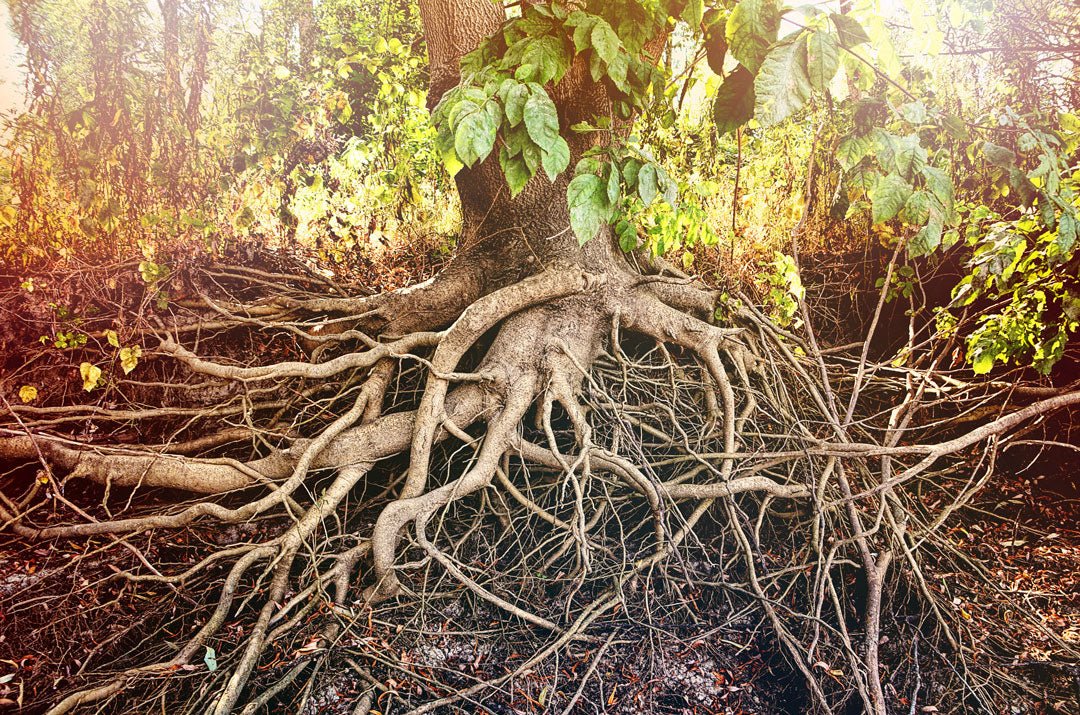 Roots - Miracle Botanicals Essential Oils