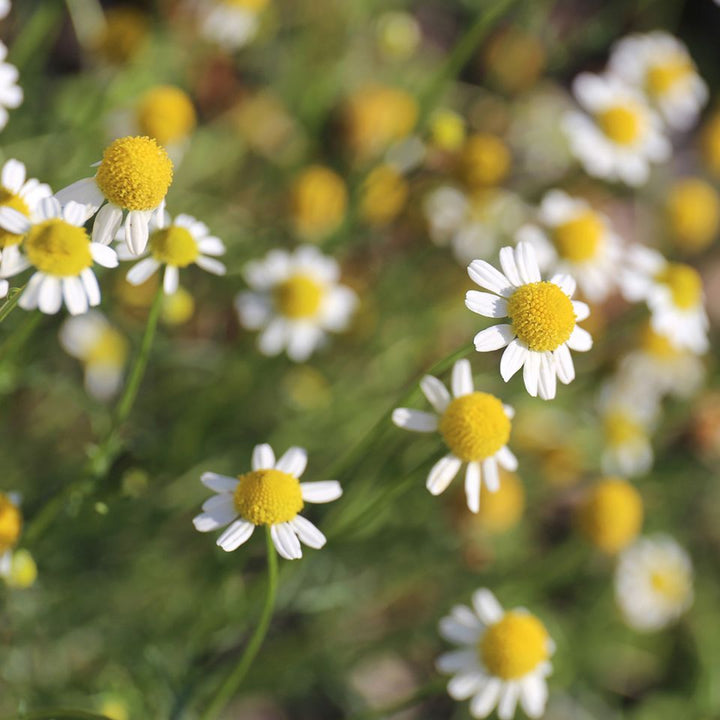Chamomile (Roman) Essential Oil - Organic (Anthemis Nobilis) - Miracle Botanicals Essential Oils