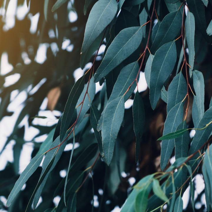 Eucalyptus Dives Essential Oil - Organic (Eucalyptus Dives) - Miracle Botanicals Essential Oils