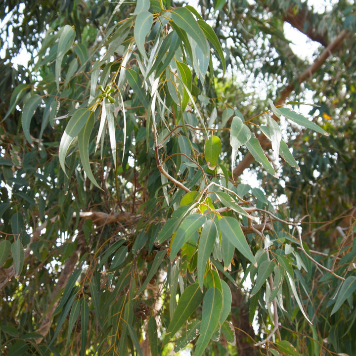 Eucalyptus Lemon Essential Oil (Eucalyptus Citriodora Hook) - Miracle Botanicals Essential Oils
