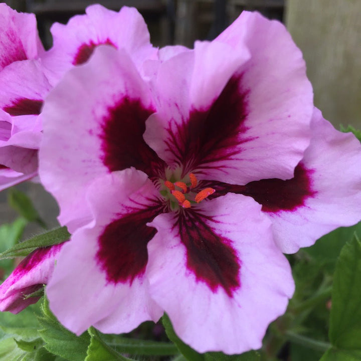 Geranium (Egyptian) Essential Oil - Organic (Pelargonium Graveolens) - Miracle Botanicals Essential Oils