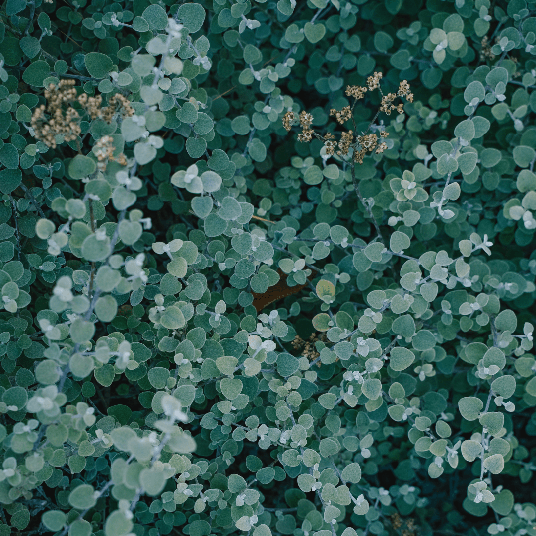 Helichrysum Petiolare Essential Oil - 'Silver Everlasting' (Helichrysum Petiolare) - Miracle Botanicals Essential Oils