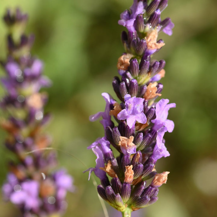 Lavandin (Oregon) Essential Oil - Organic - (Lavandula x Intermedia) - Miracle Botanicals Essential Oils