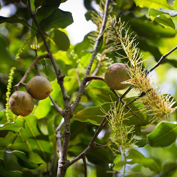 Macadamia Nut Oil - Hawaiian (Macadamia Integrifolia) - Miracle Botanicals Essential Oils
