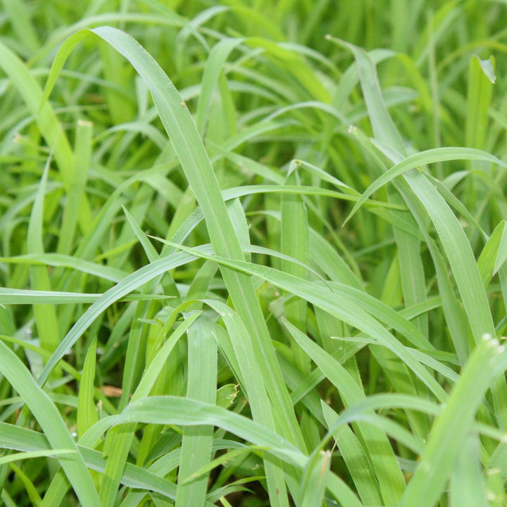 Palmarosa Essential Oil - Organic (Cymbopogon Martini) - Miracle Botanicals Essential Oils