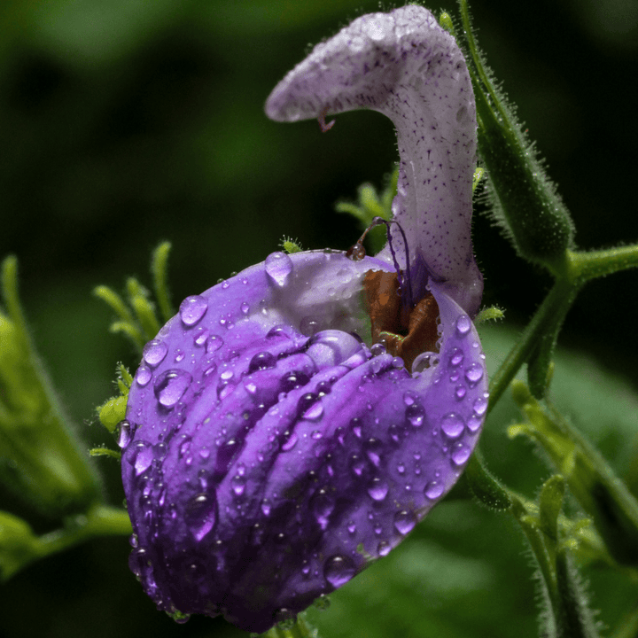 Sage (Blue Mountain) Essential Oil - (Salvia Chamelaeagnea) - Miracle Botanicals Essential Oils