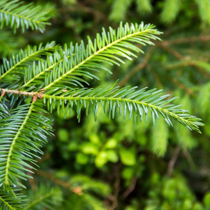 Silver Fir Needle Essential Oil ((White Fir Needle) Abies Alba Mill., fam. Pinaceae) - Miracle Botanicals Essential Oils