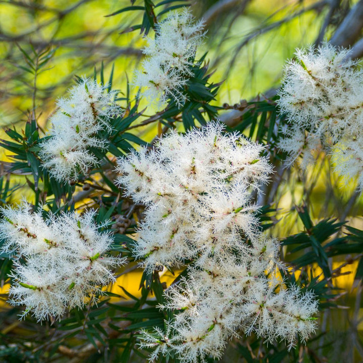 Tea Tree Essential Oil (Premium) (Melaleuca Alternifolia) - Miracle Botanicals Essential Oils